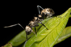 Polyrhachis cupreata