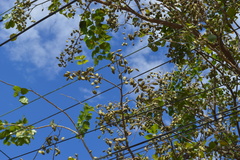 Millettia pinnata