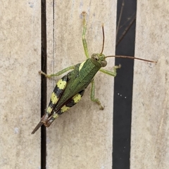 Apalacris varicornis