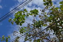 Millettia pinnata