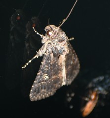 Condica albigera