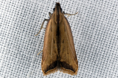Dichomeris heriguronis