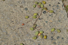 Millettia pinnata