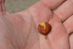 Millettia pinnata