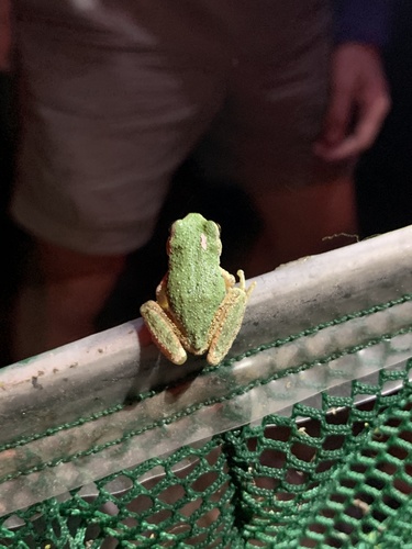 iNaturalist observation photo of Pacific chorus frog