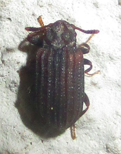 Paragonocnemis