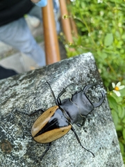 Odontolabis cuvera cuvera