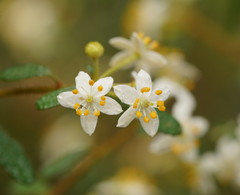 Asterolasia asteriscophora albiflora