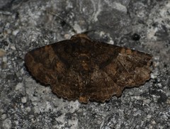 Metria bilineata
