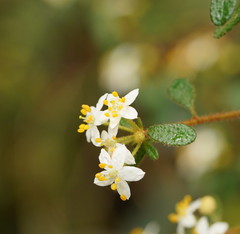 Asterolasia asteriscophora albiflora