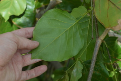 Millettia pinnata