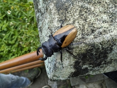 Odontolabis cuvera cuvera