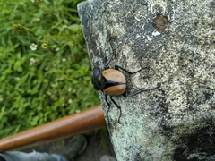 Odontolabis cuvera cuvera