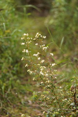 Asterolasia asteriscophora albiflora