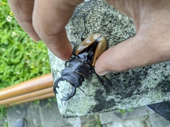 Odontolabis cuvera cuvera