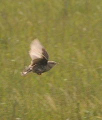 Anthus australis