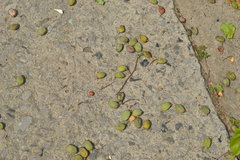 Millettia pinnata