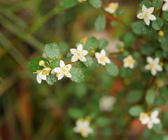 Asterolasia asteriscophora albiflora