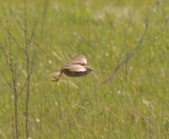 Anthus australis