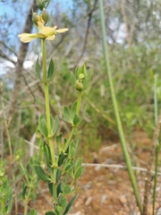 Roepera sessilifolia