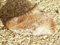 Lepidoptera