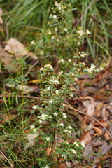 Asterolasia asteriscophora albiflora