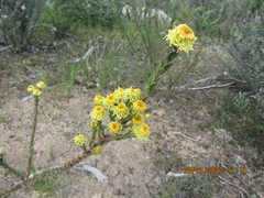 Leucadendron thymifolium
