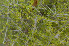 Neea buxifolia
