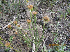 Chrysocoma esterhuyseniae