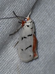 Enaemia atrolinea