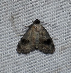 Abablemma duomaculata