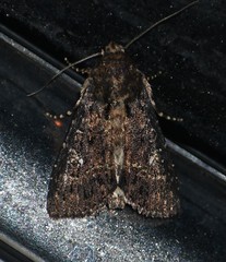 Condica albigera