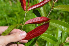 Excoecaria cochinchinensis