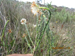 Chrysocoma esterhuyseniae