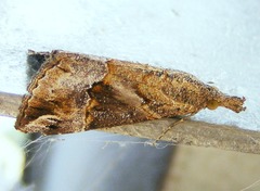 Hypena strigatus