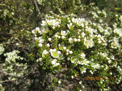 Diosma aspalathoides