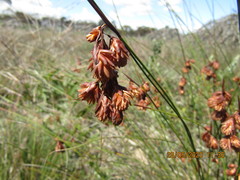 Staberoha distachyos