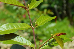Excoecaria cochinchinensis