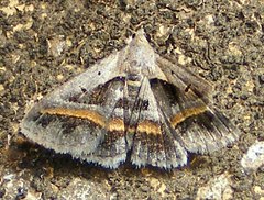 Acantholipes trimeni