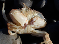 Metacarcinus novaezelandiae