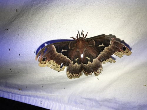 Callosamia angulifera
