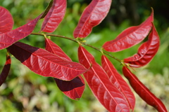 Excoecaria cochinchinensis