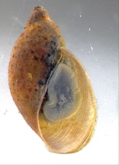 Pseudosuccinea columella