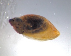 Pseudosuccinea columella