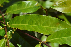 Excoecaria cochinchinensis