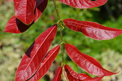 Excoecaria cochinchinensis