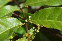 Excoecaria cochinchinensis