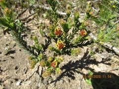 Leucadendron thymifolium