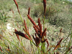 Staberoha distachyos