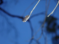 Lasioglossum peraustrale